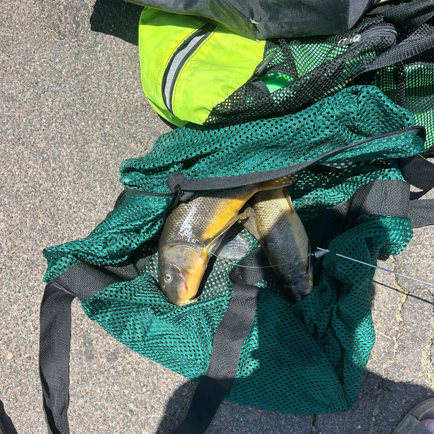 recently logged catches