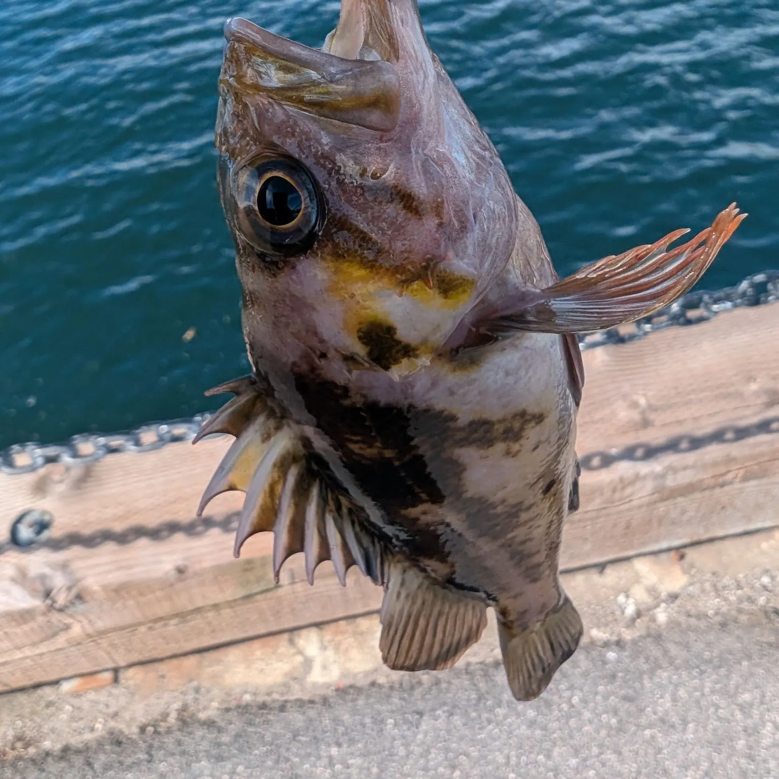 Brown rockfish caught on Fishbrain