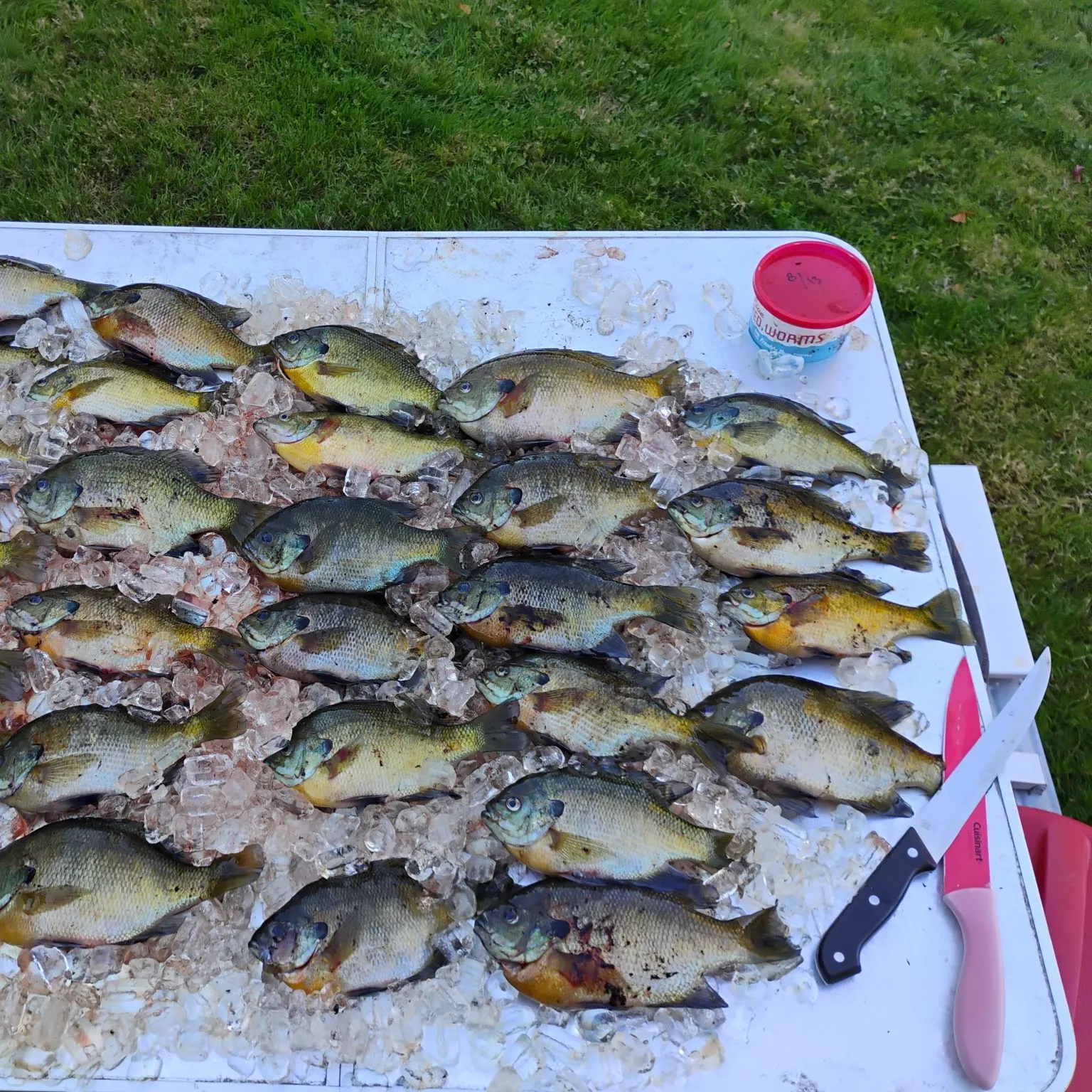 Bluegill caught on Fishbrain