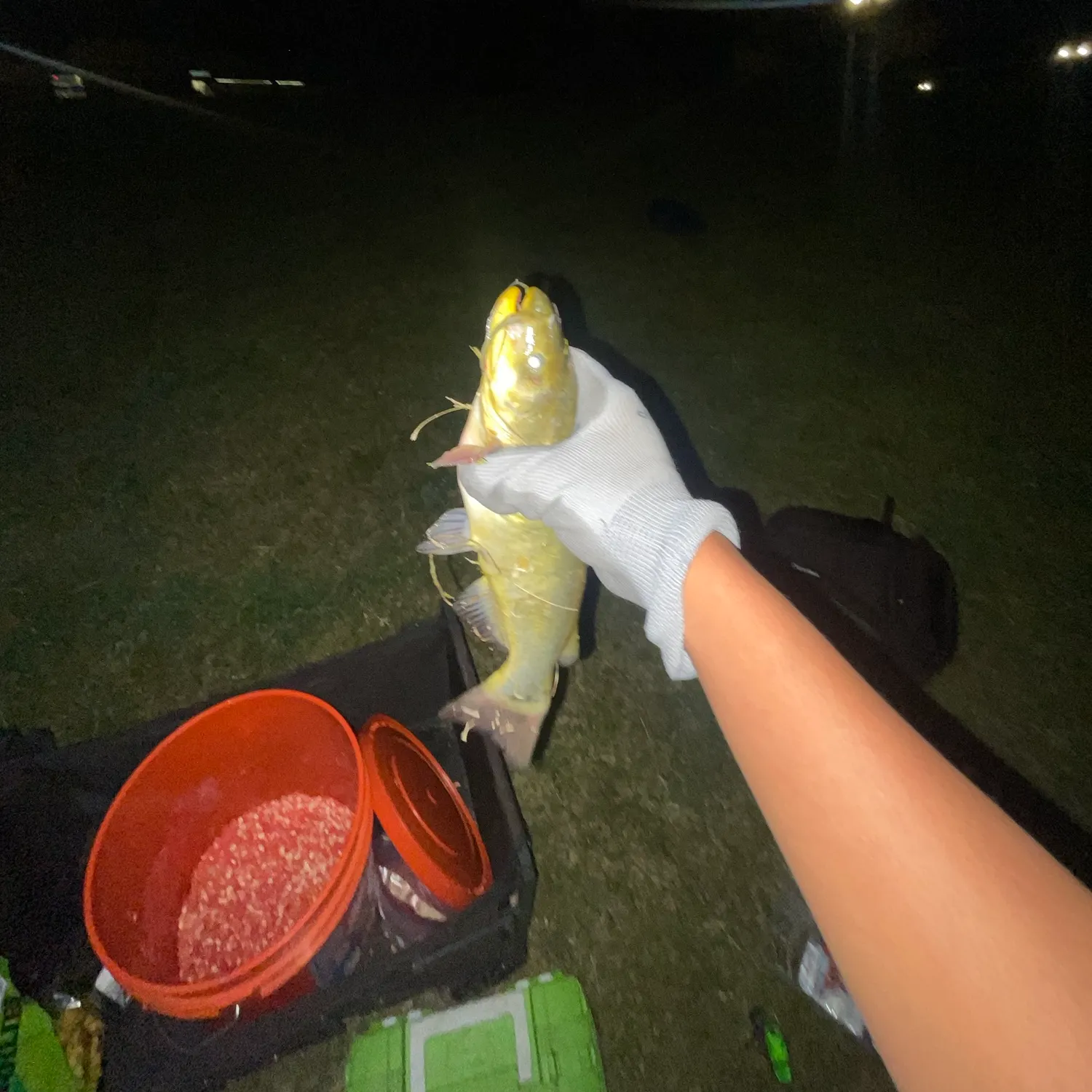 Yellow bullhead caught on Fishbrain