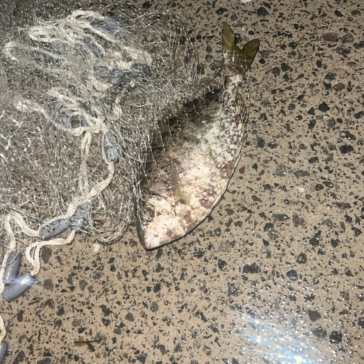 The most recent Mottled spinefoot catches on Fishbrain