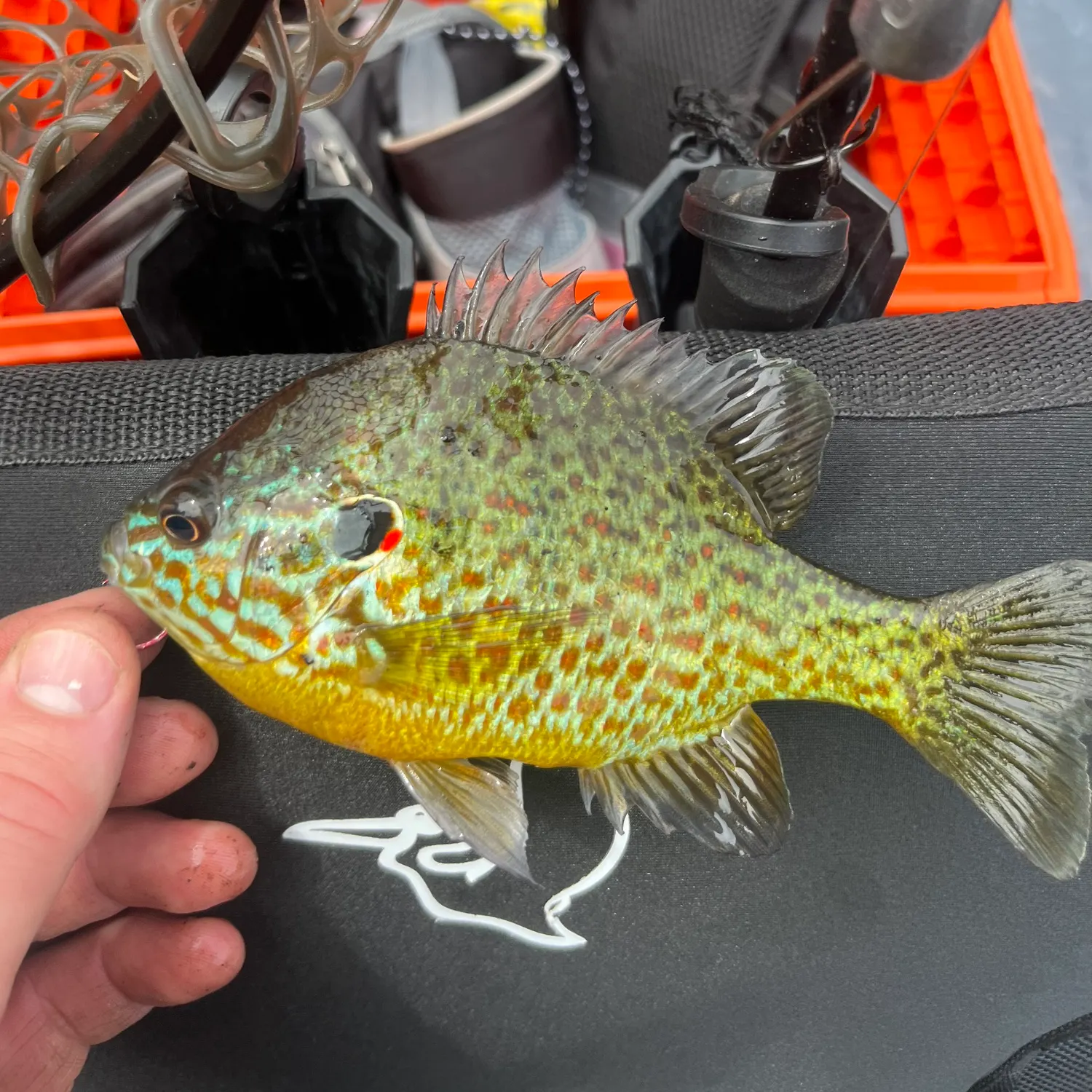 Pumpkinseed caught on Fishbrain
