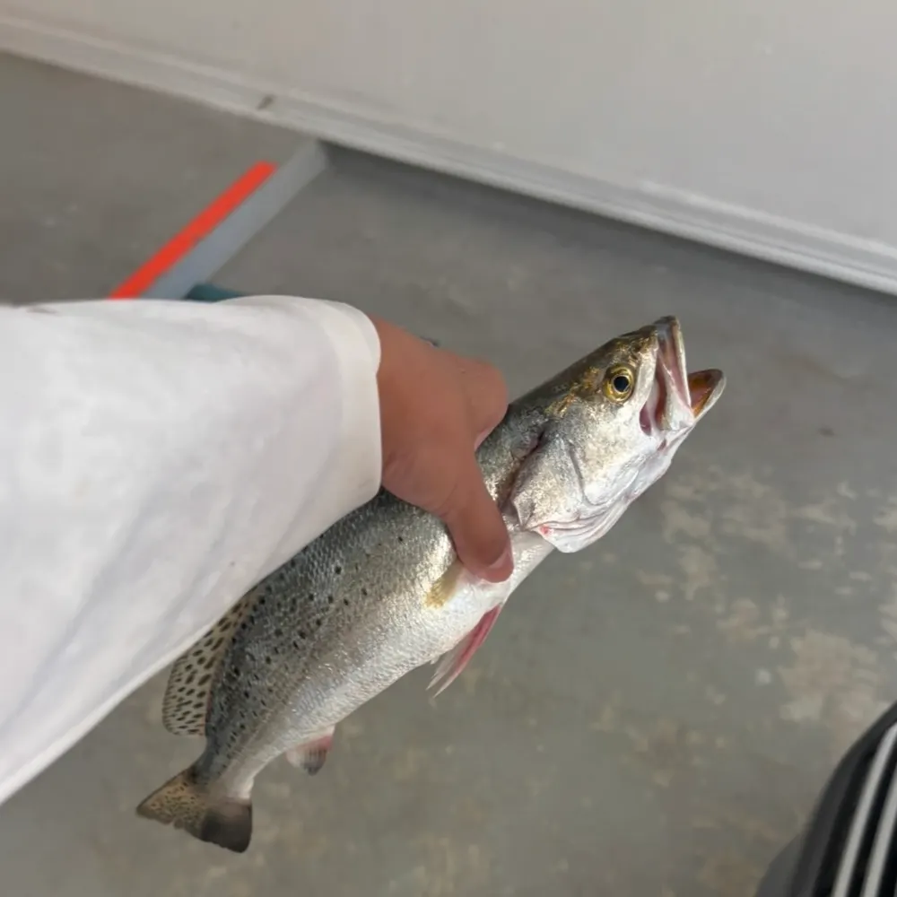 The most recent Spotted seatrout catches on Fishbrain