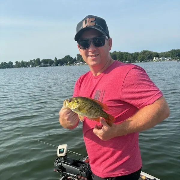 Rock bass caught on Fishbrain