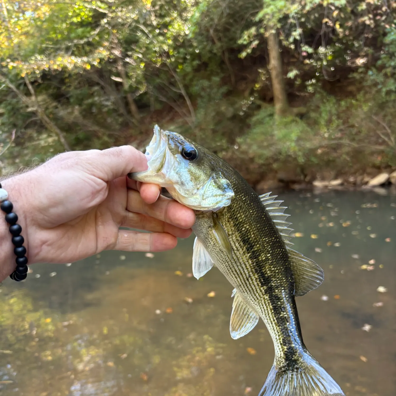 Spotted bass caught on Fishbrain