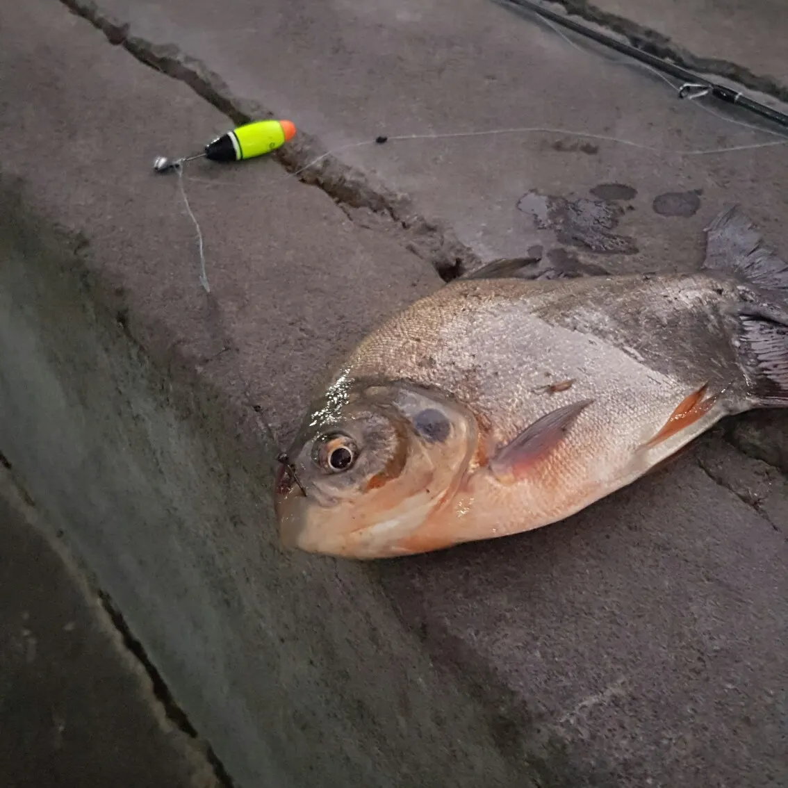 recently logged catches