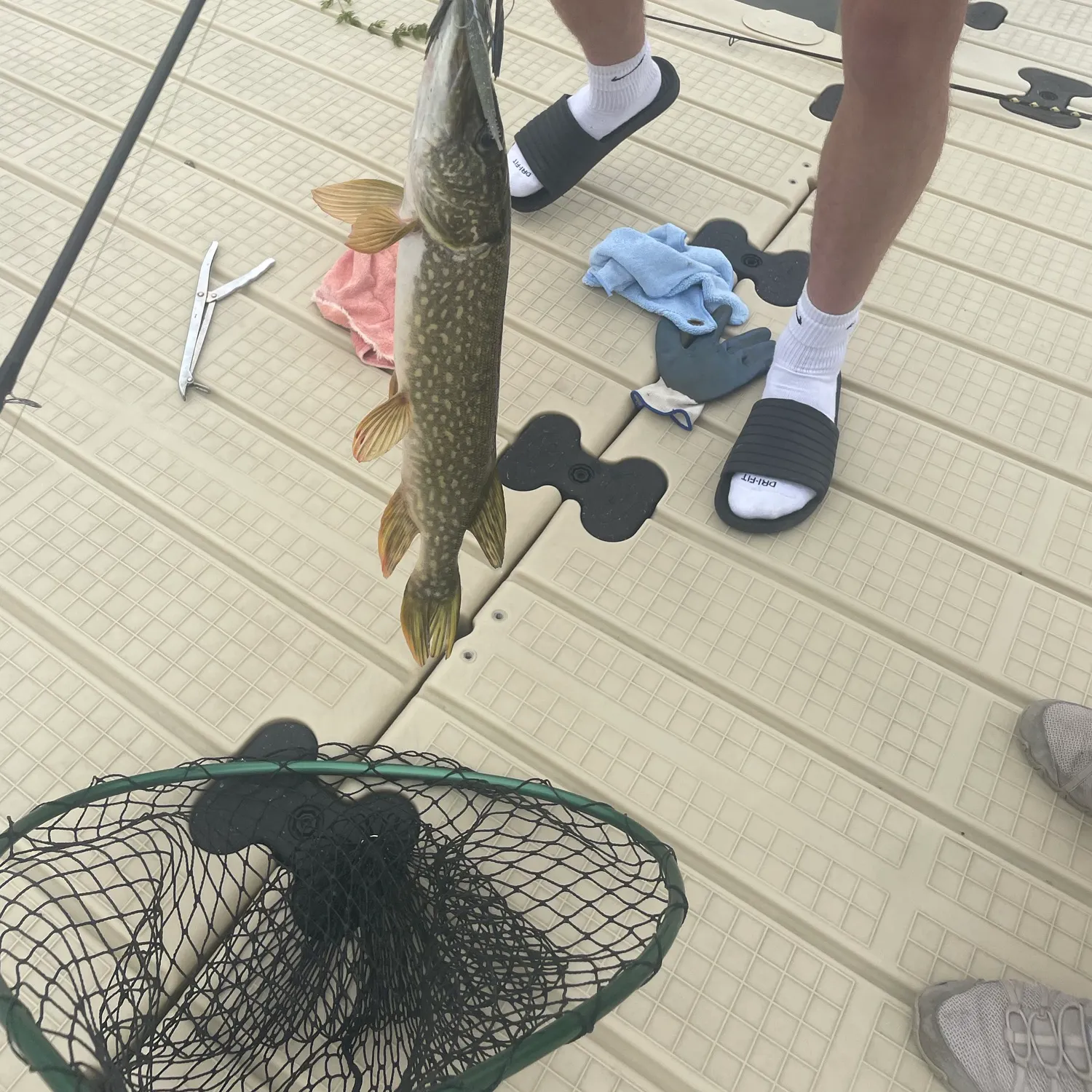 Northern pike caught on Fishbrain
