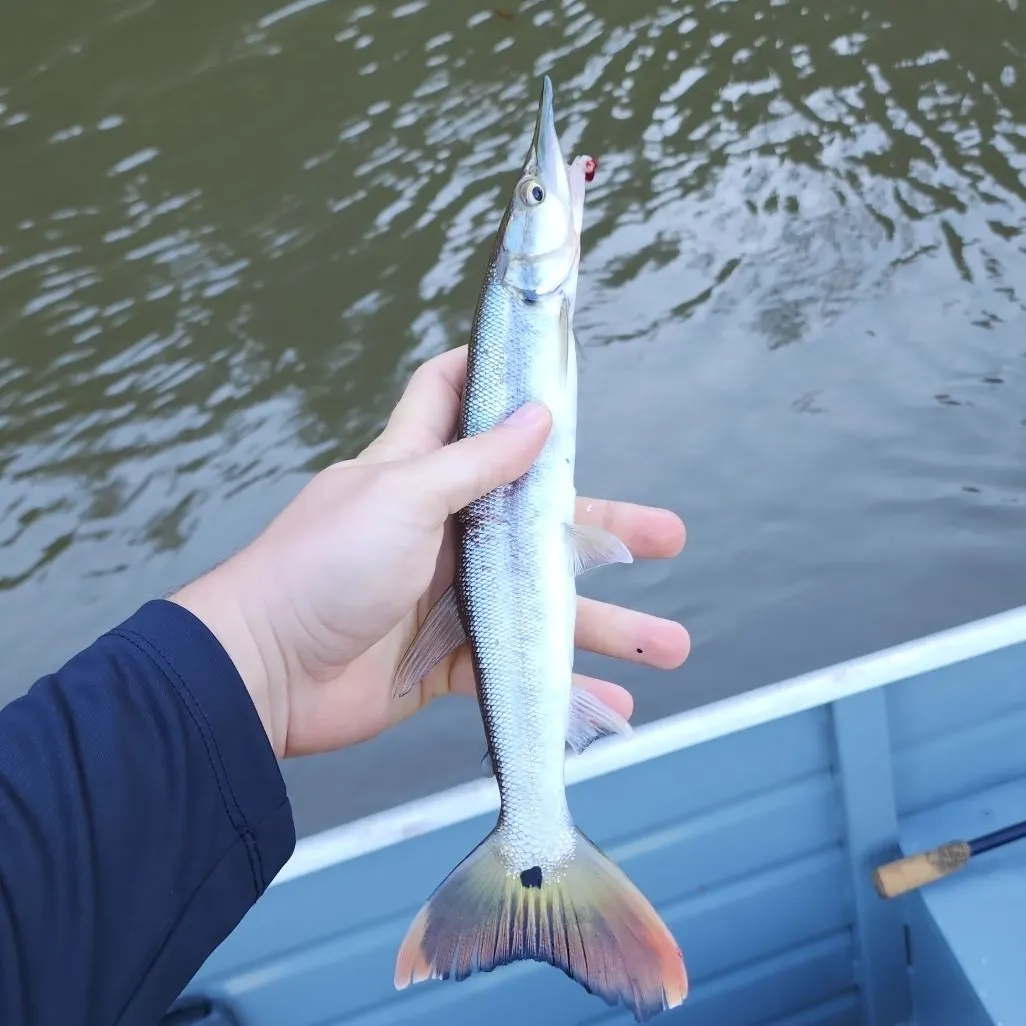 The most recent Bicuda catches on Fishbrain