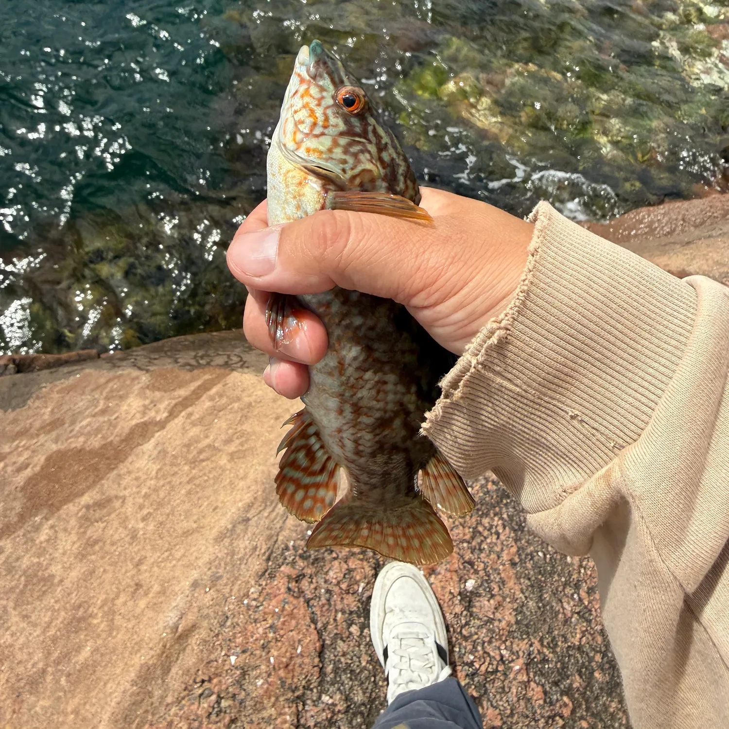 The most recent Ballan wrasse catches on Fishbrain