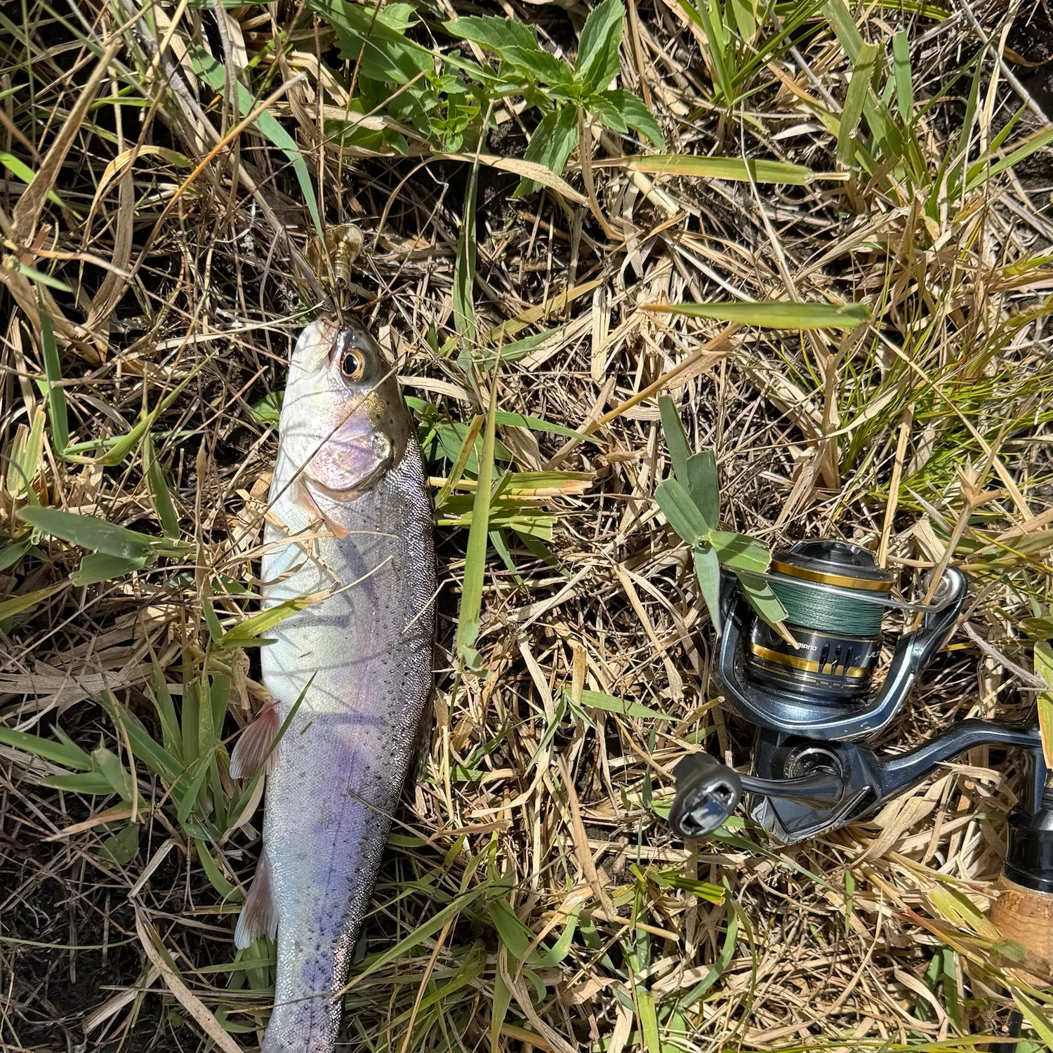 Rainbow trout caught on Fishbrain