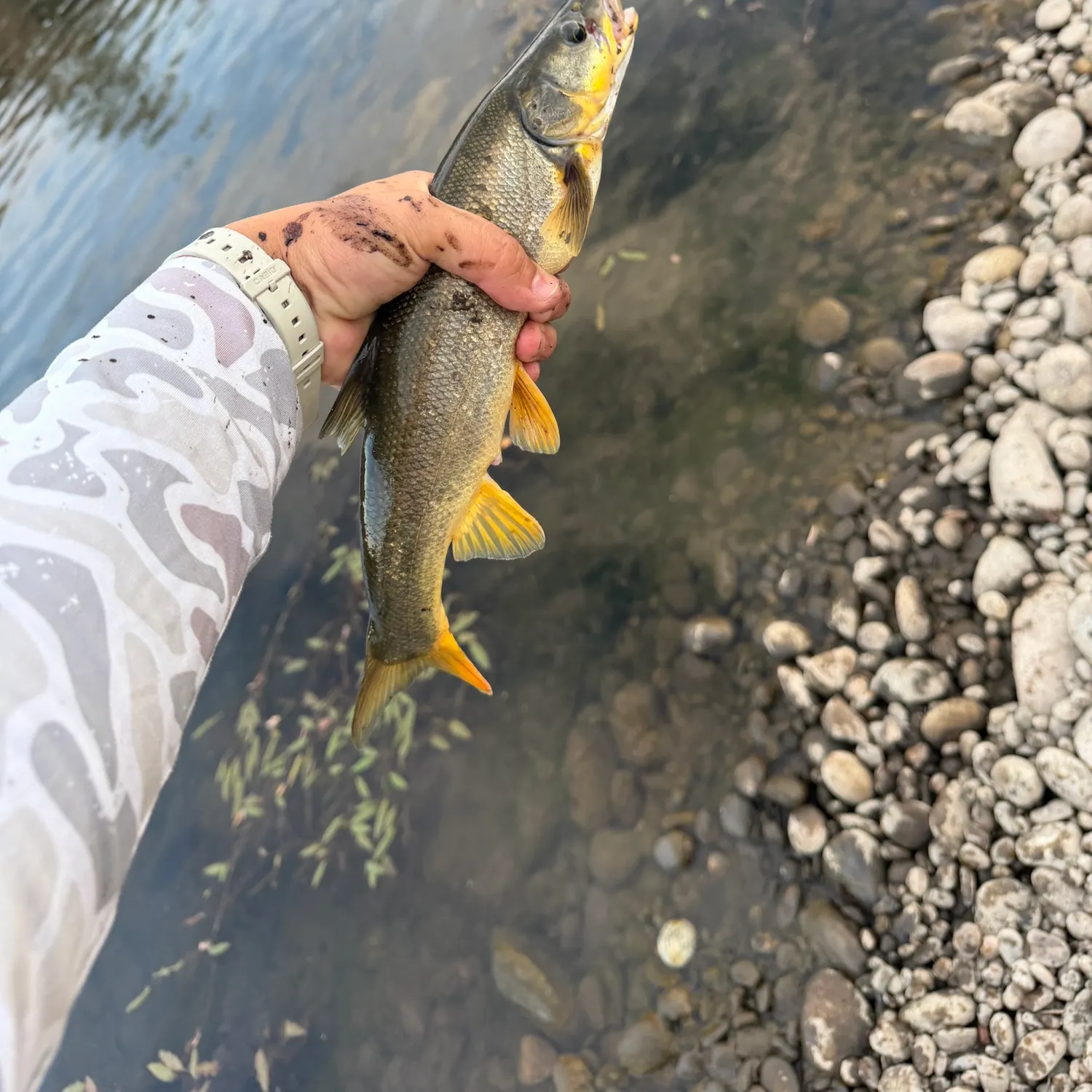 Northern pikeminnow caught on Fishbrain