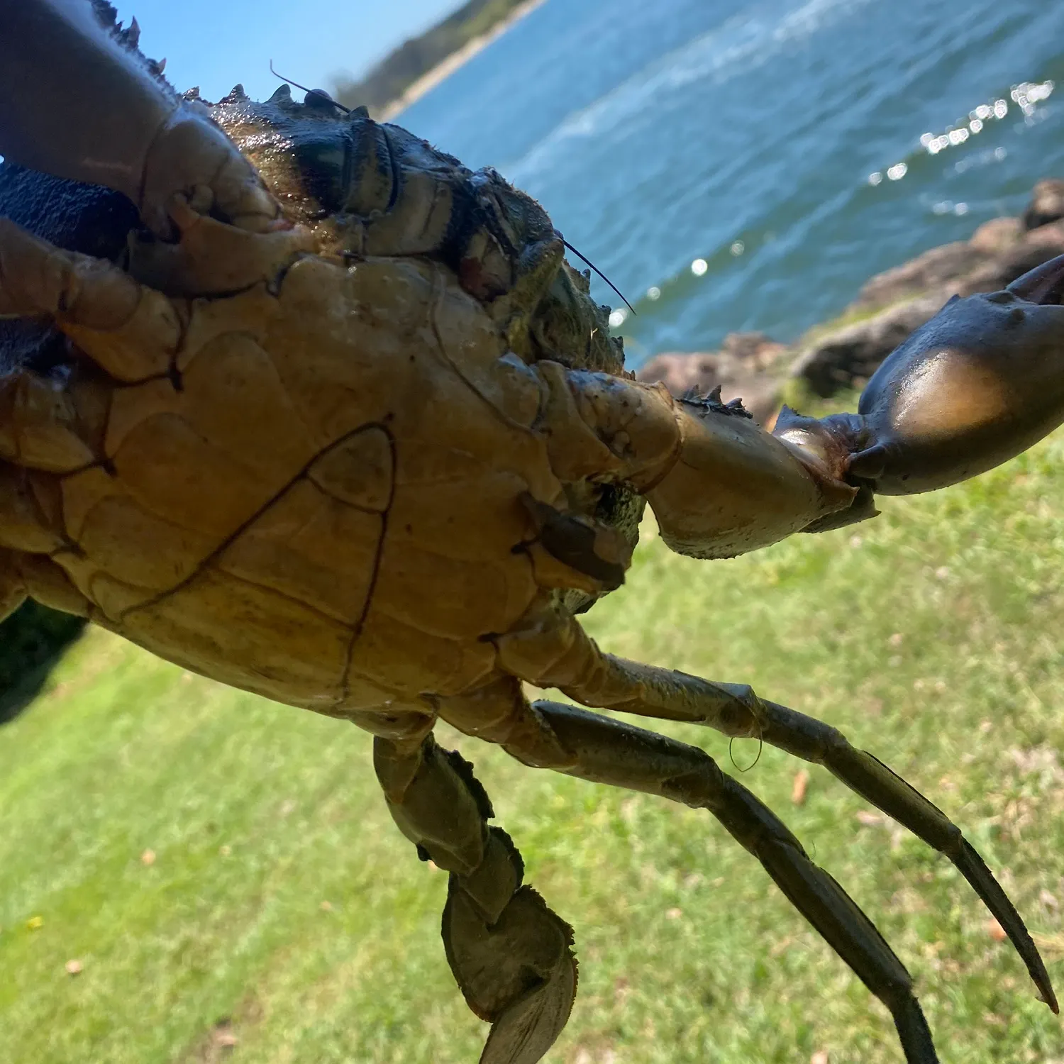 Giant mud crab caught on Fishbrain