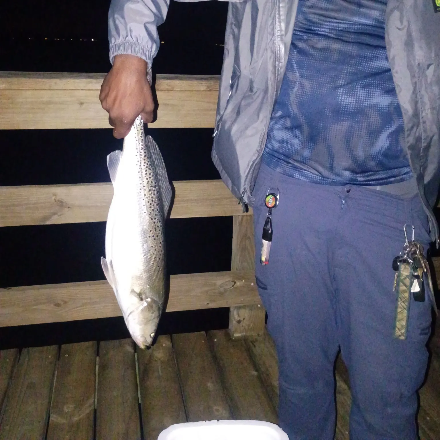 Spotted seatrout caught on Fishbrain