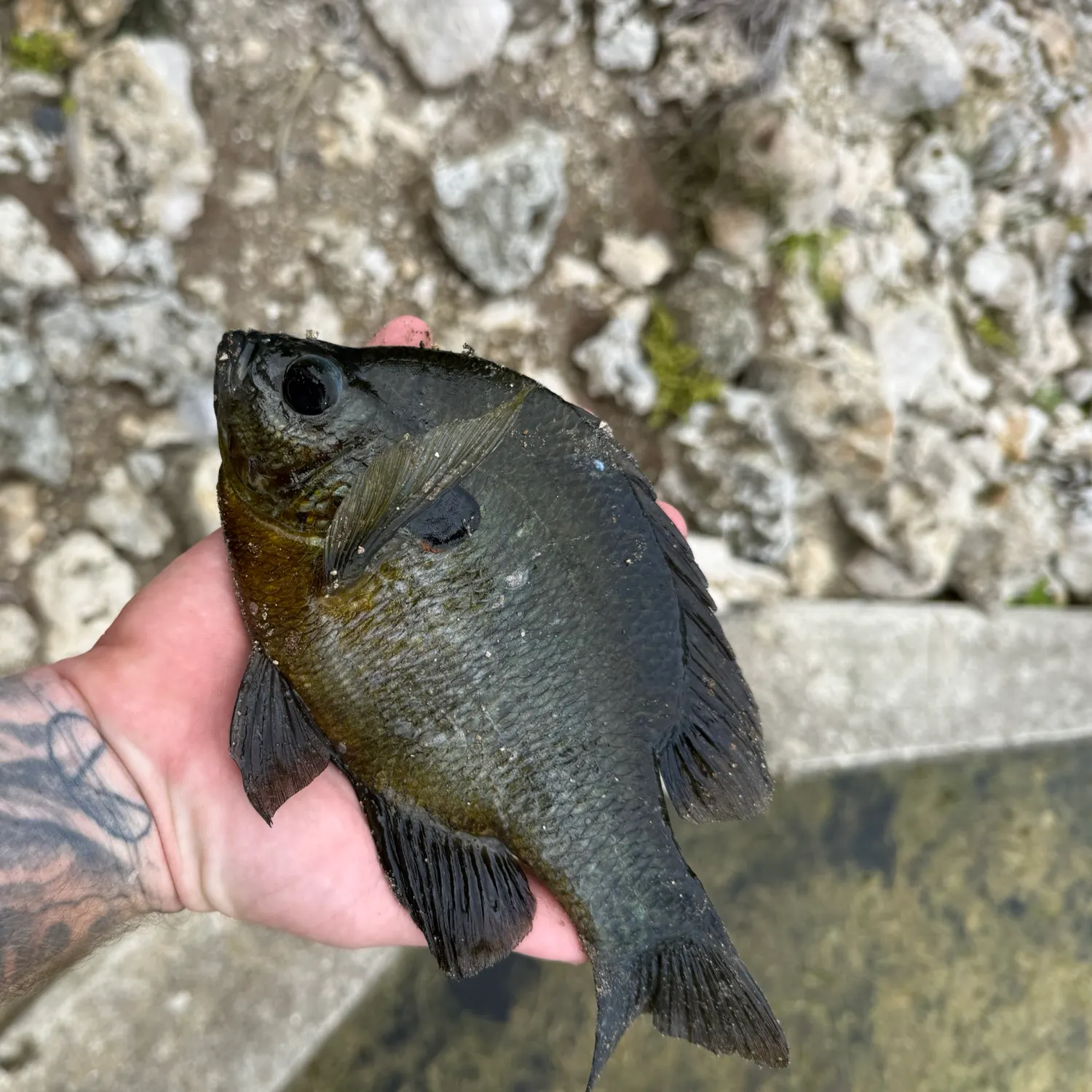 Bluegill caught on Fishbrain