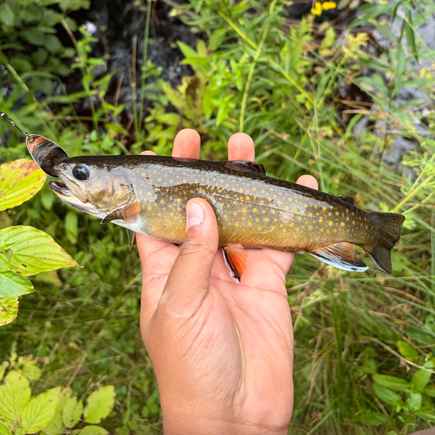 Brook trout caught on Fishbrain
