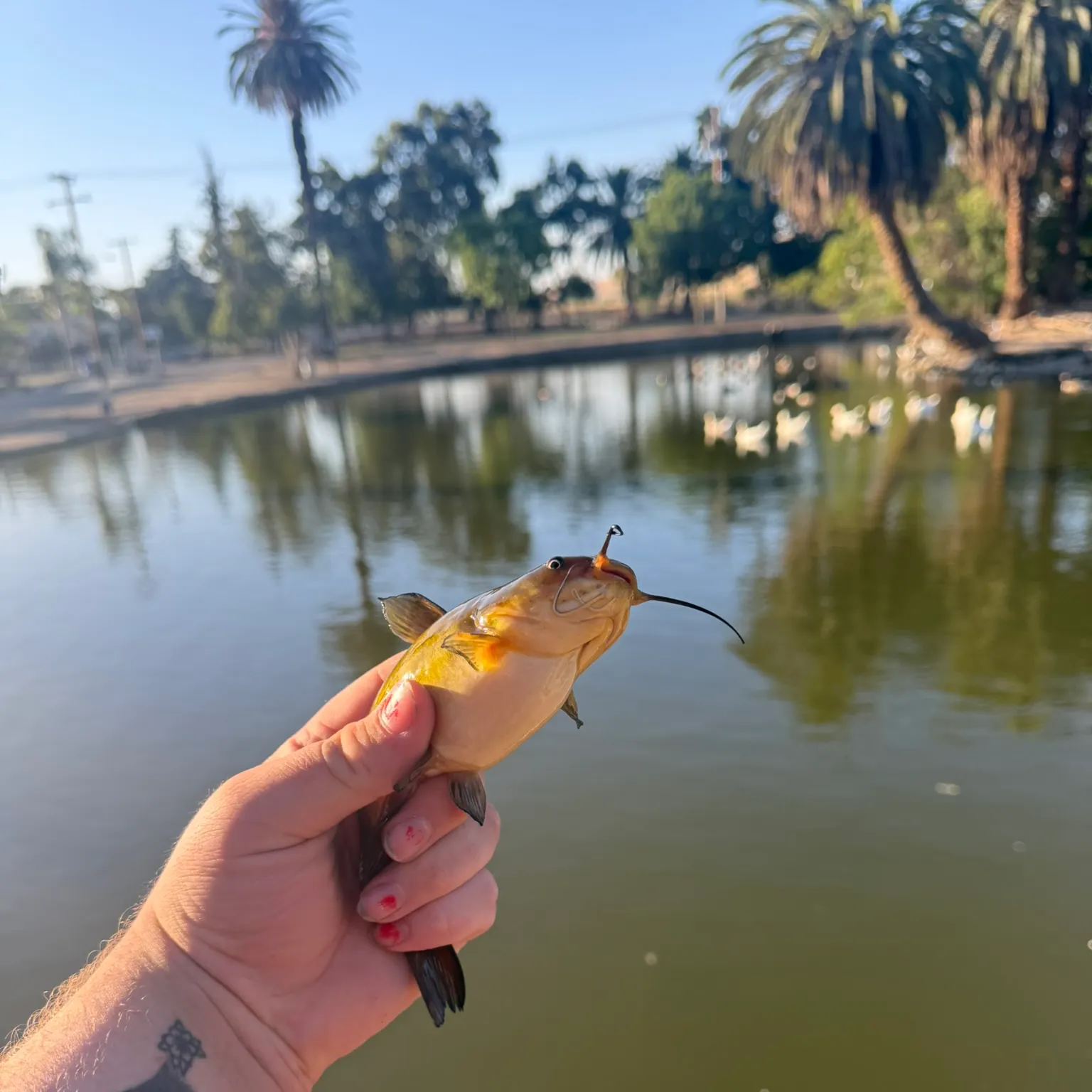 catch