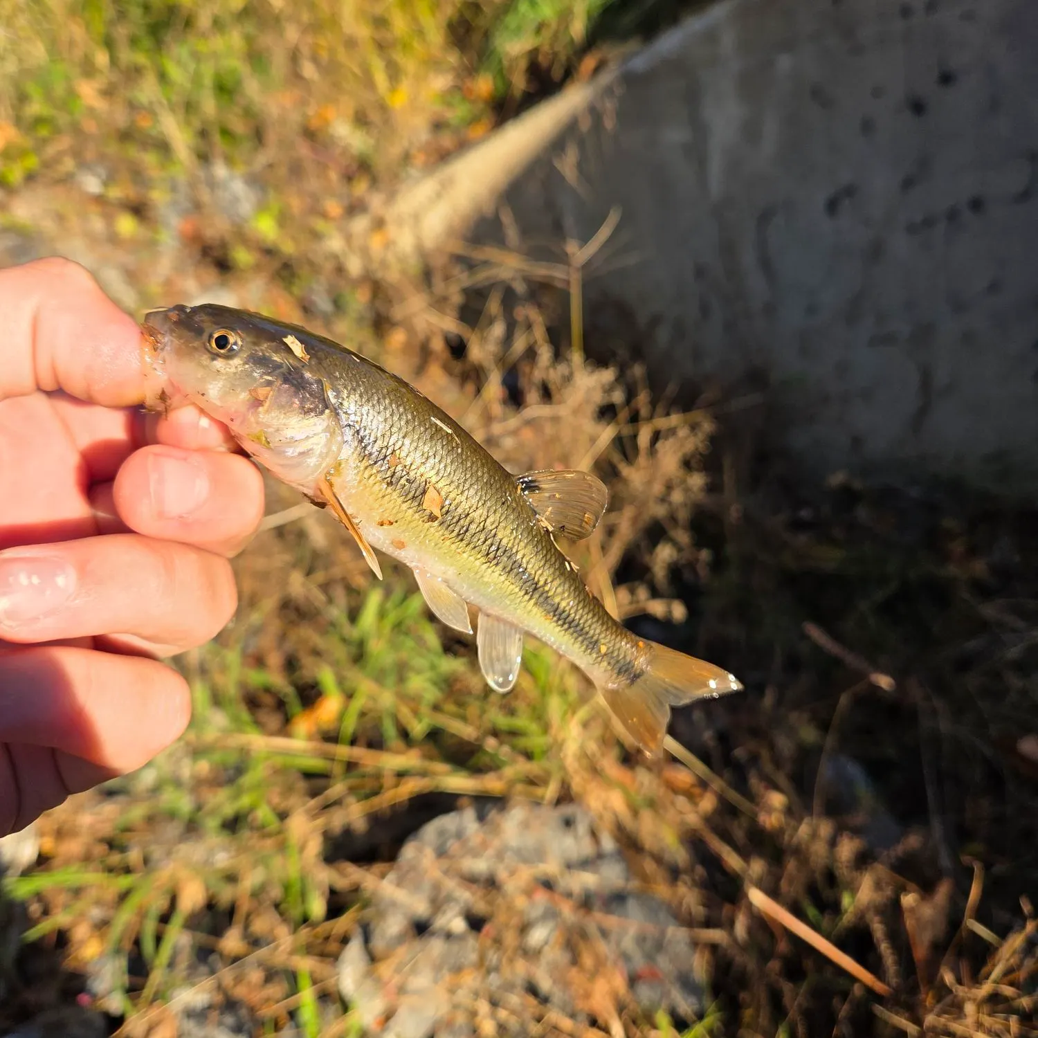 Creek chub caught on Fishbrain