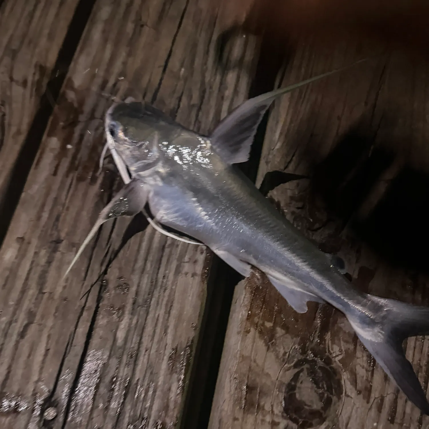 Gafftopsail sea catfish caught on Fishbrain