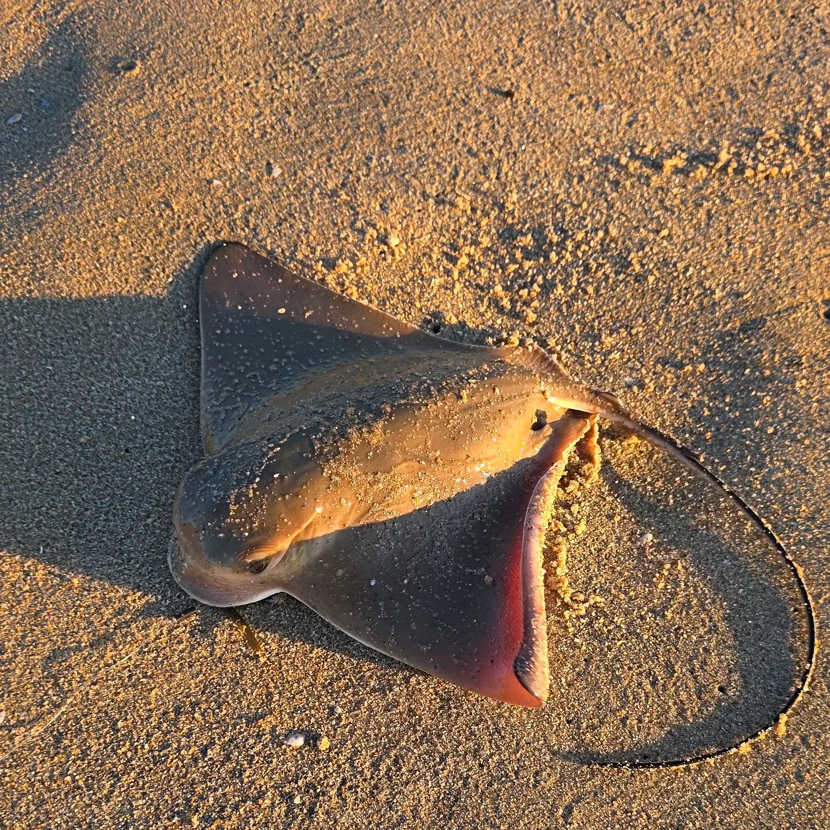 The most recent Bat eagle ray catches on Fishbrain