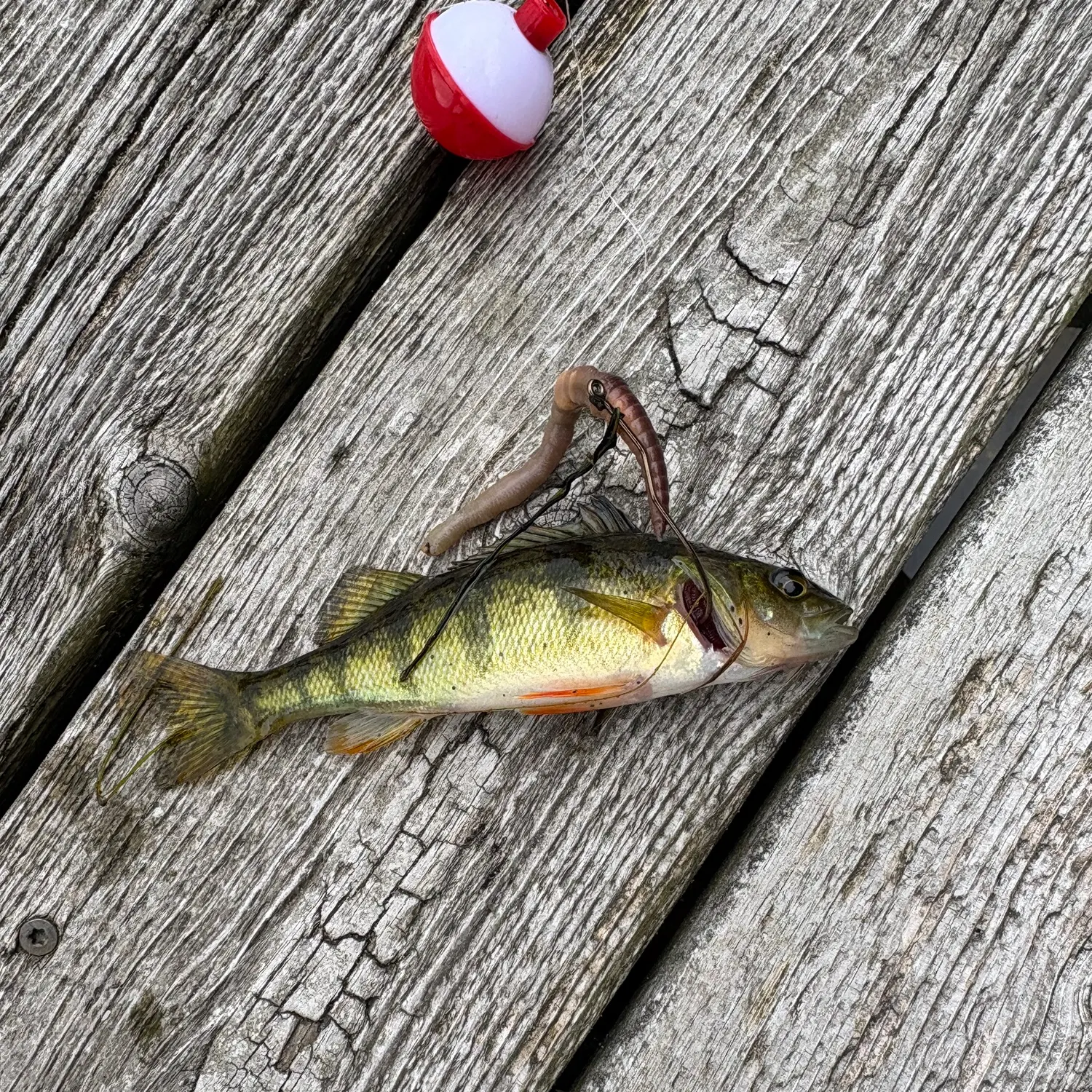 The most recent Yellow perch catches on Fishbrain