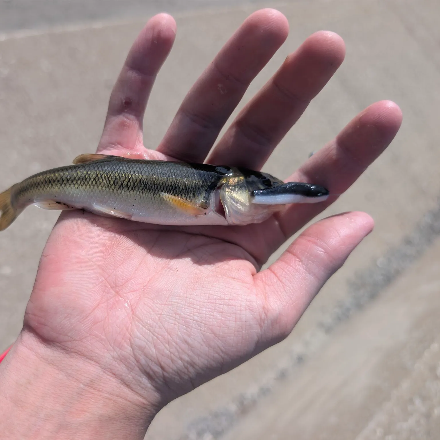 Creek chub caught on Fishbrain