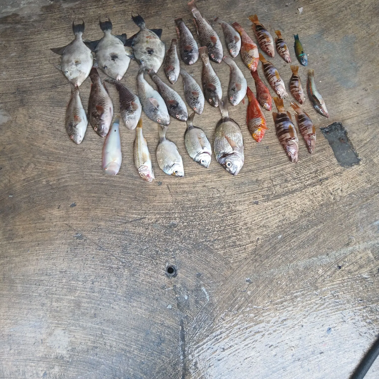 Fish caught on Fishbrain