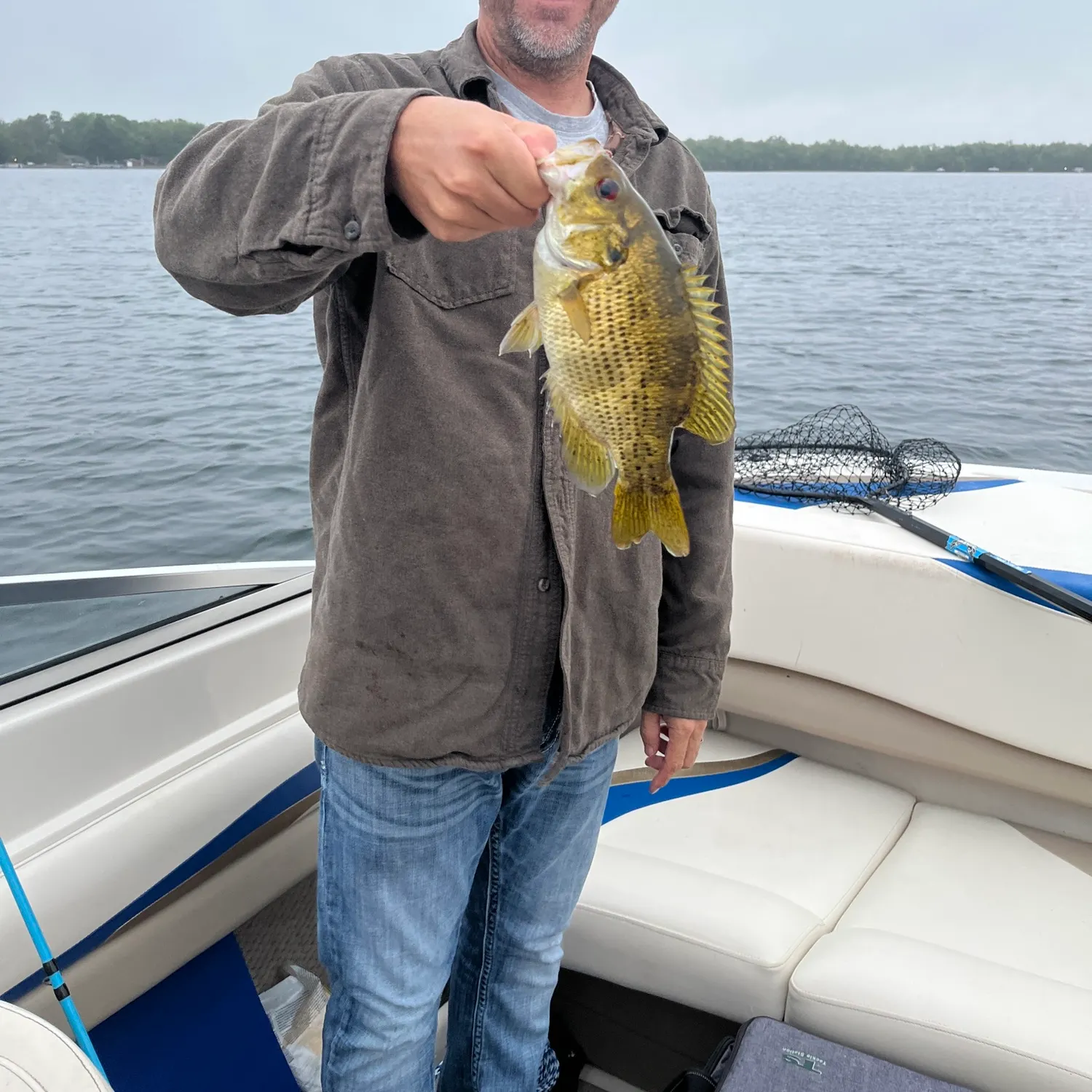 Rock bass caught on Fishbrain