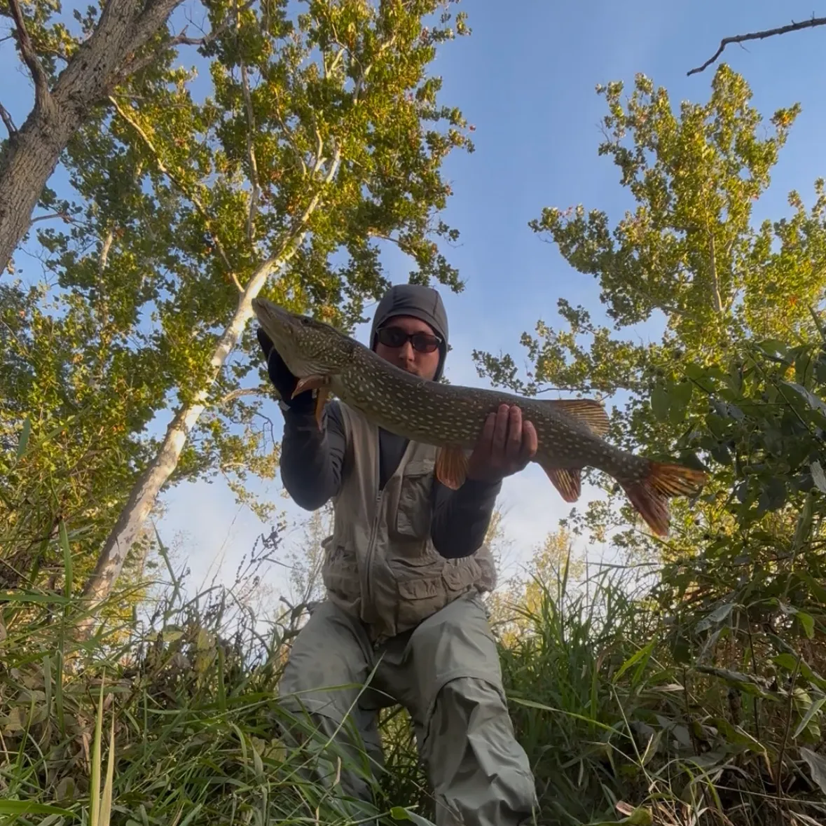 Northern pike caught on Fishbrain