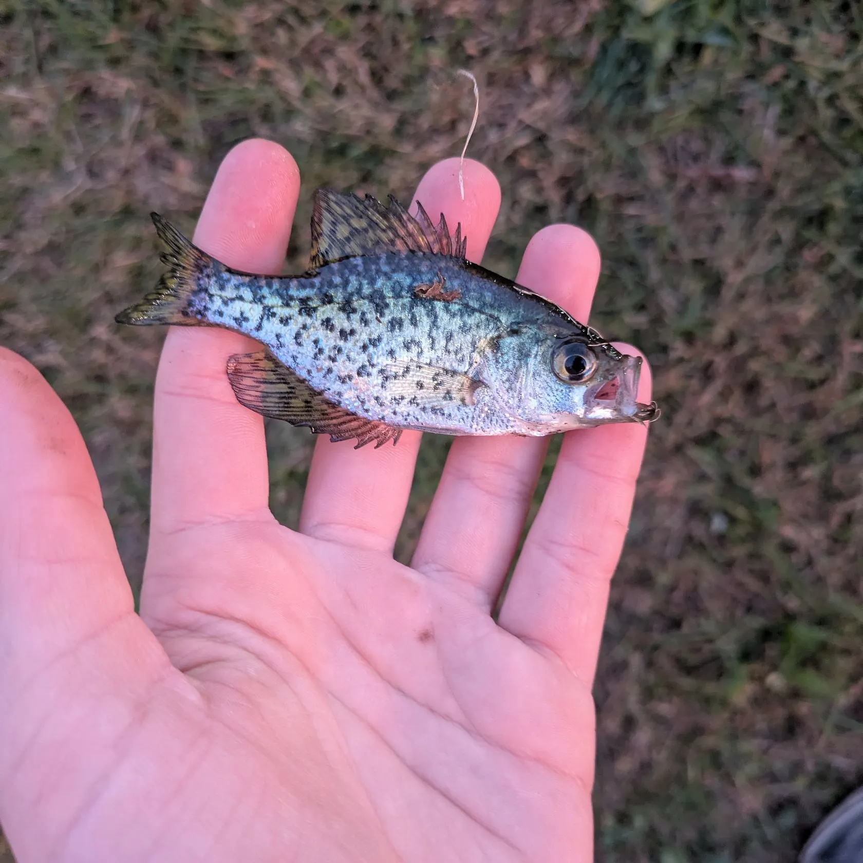 Black crappie caught on Fishbrain