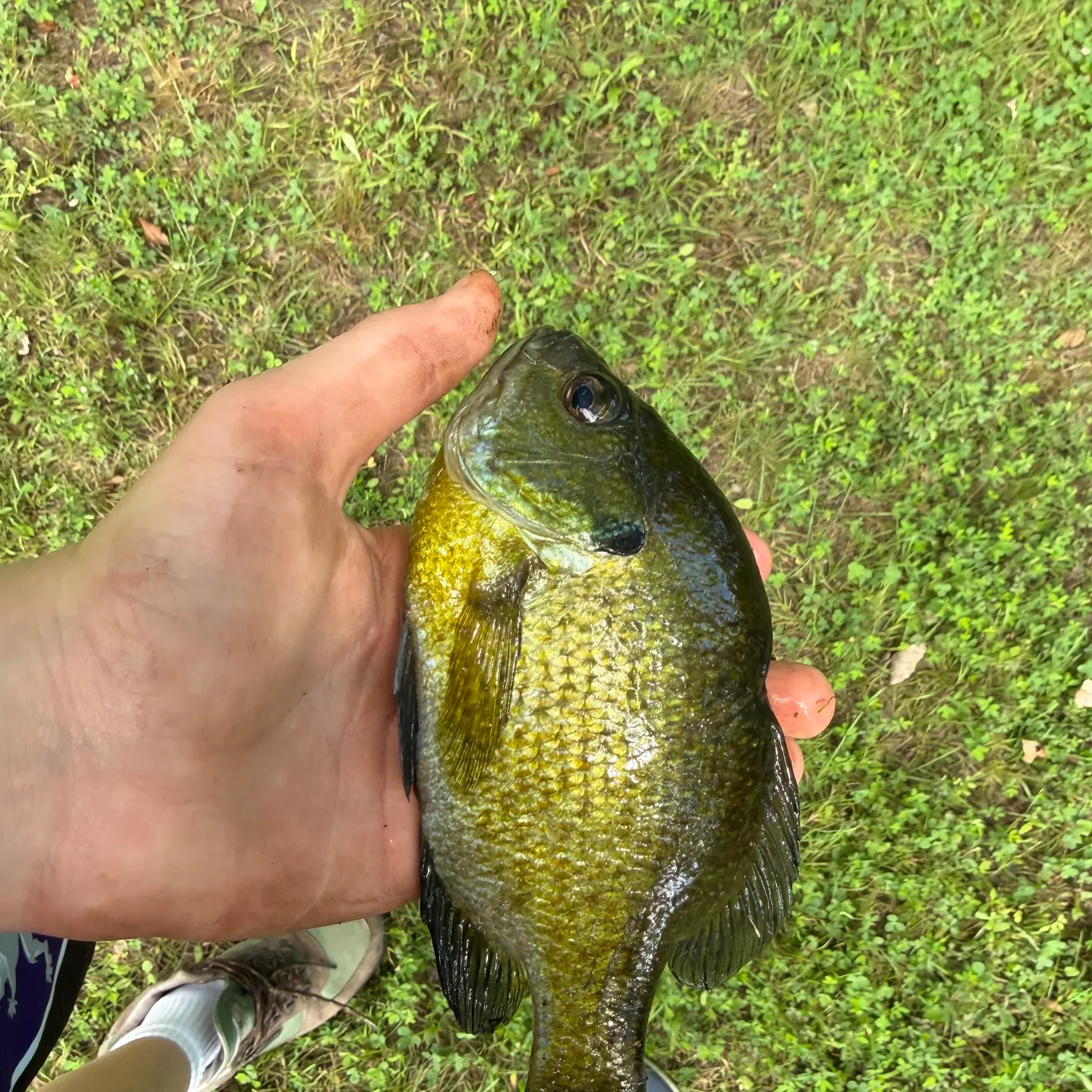 Bluegill caught on Fishbrain