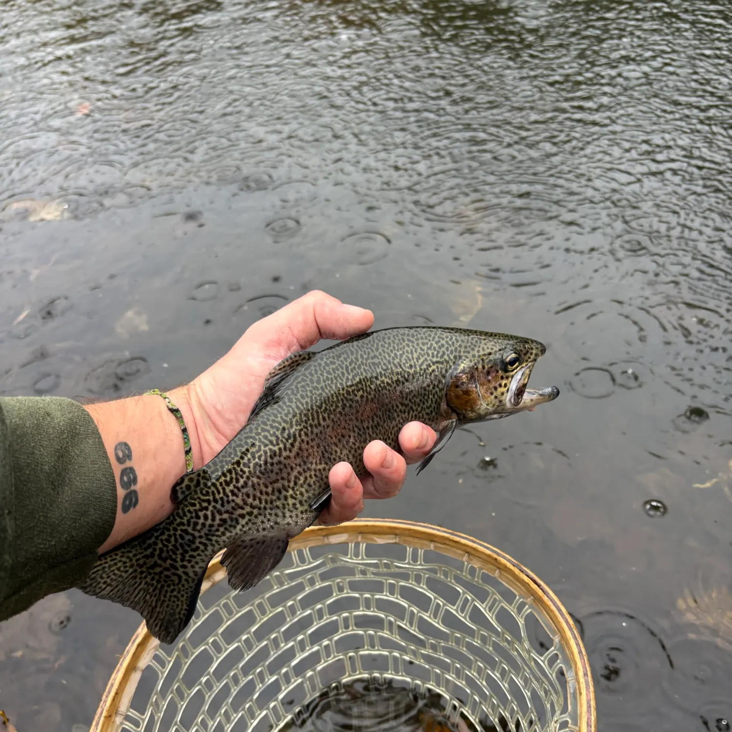 Rainbow trout caught on Fishbrain