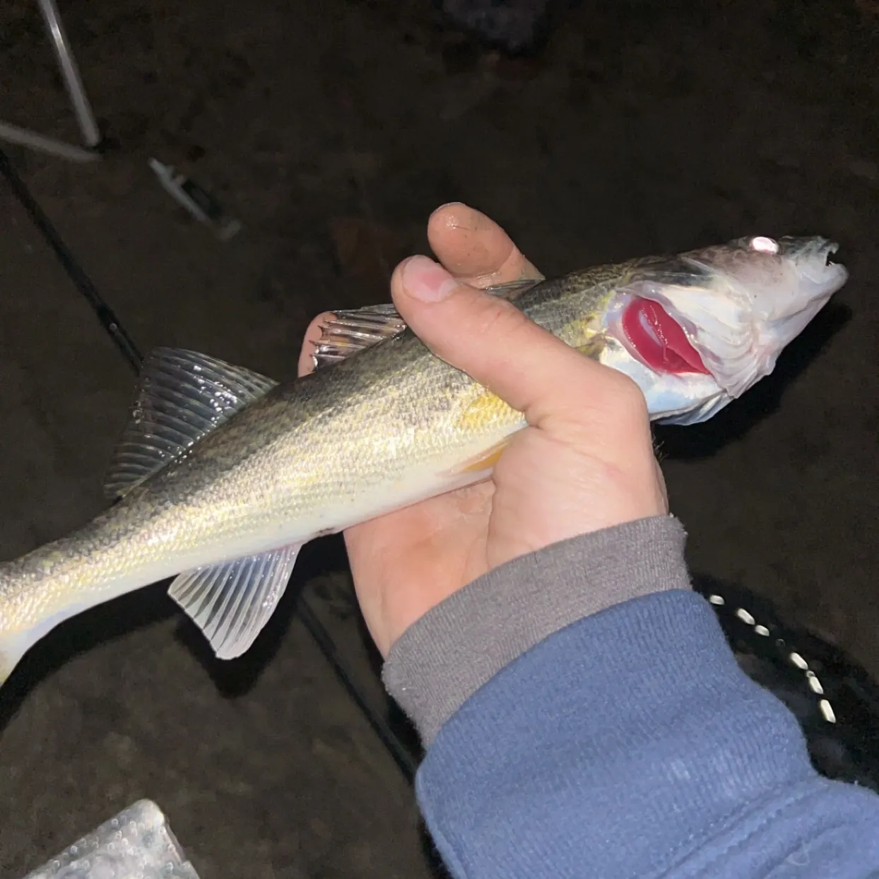 The most recent Saugeye catches on Fishbrain