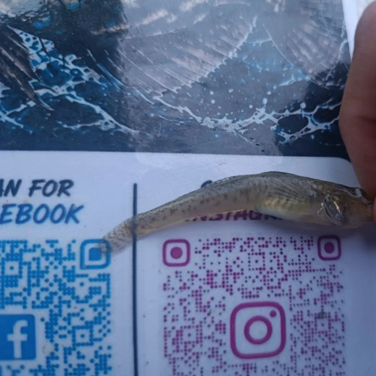 The most recent Sand goby catches on Fishbrain