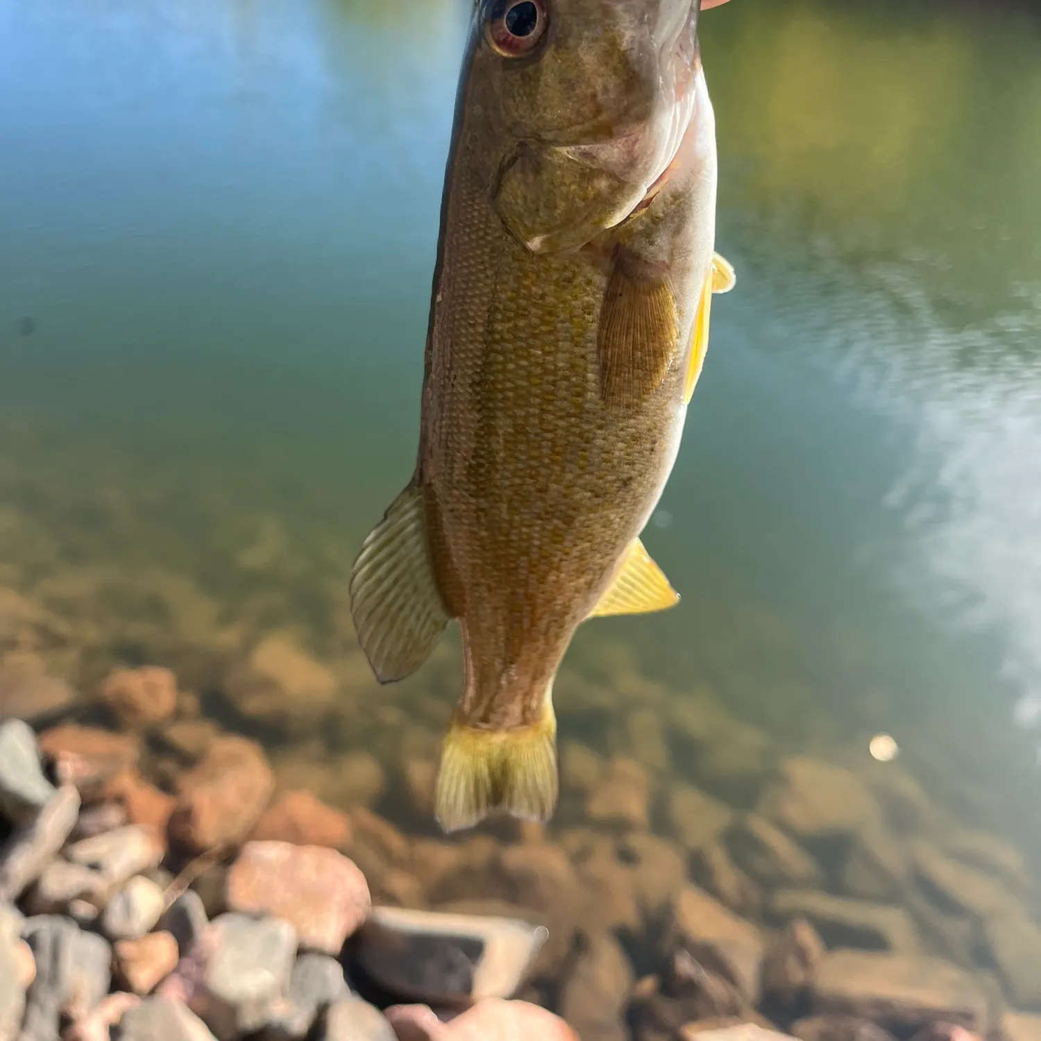 Smallmouth bass caught on Fishbrain