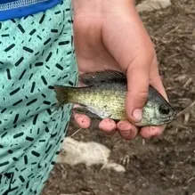 Green sunfish caught on Fishbrain
