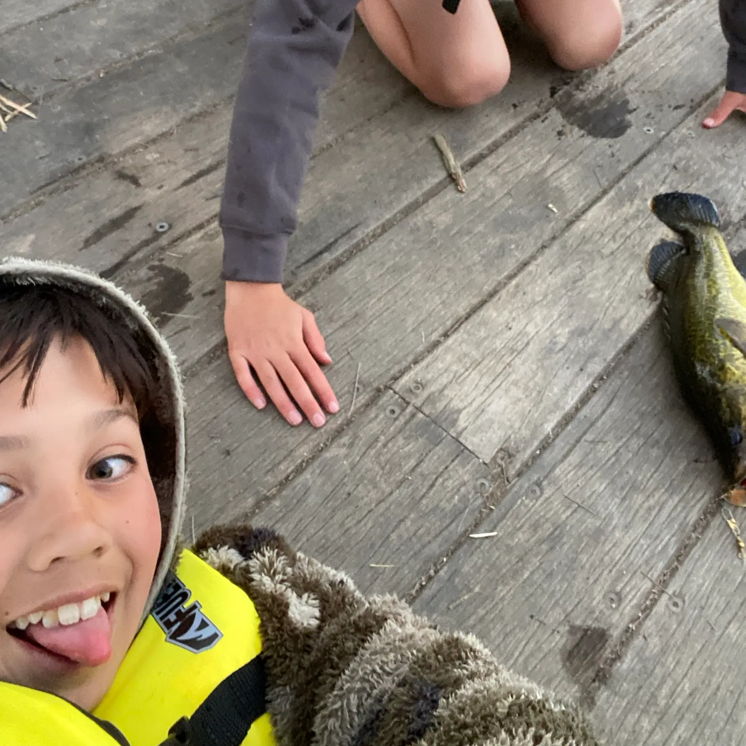 Murray cod caught on Fishbrain