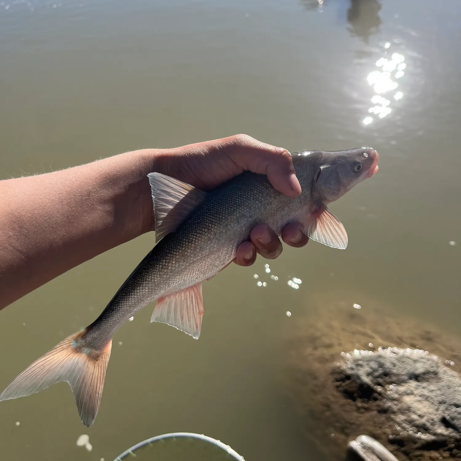 Colorado pikeminnow caught on Fishbrain