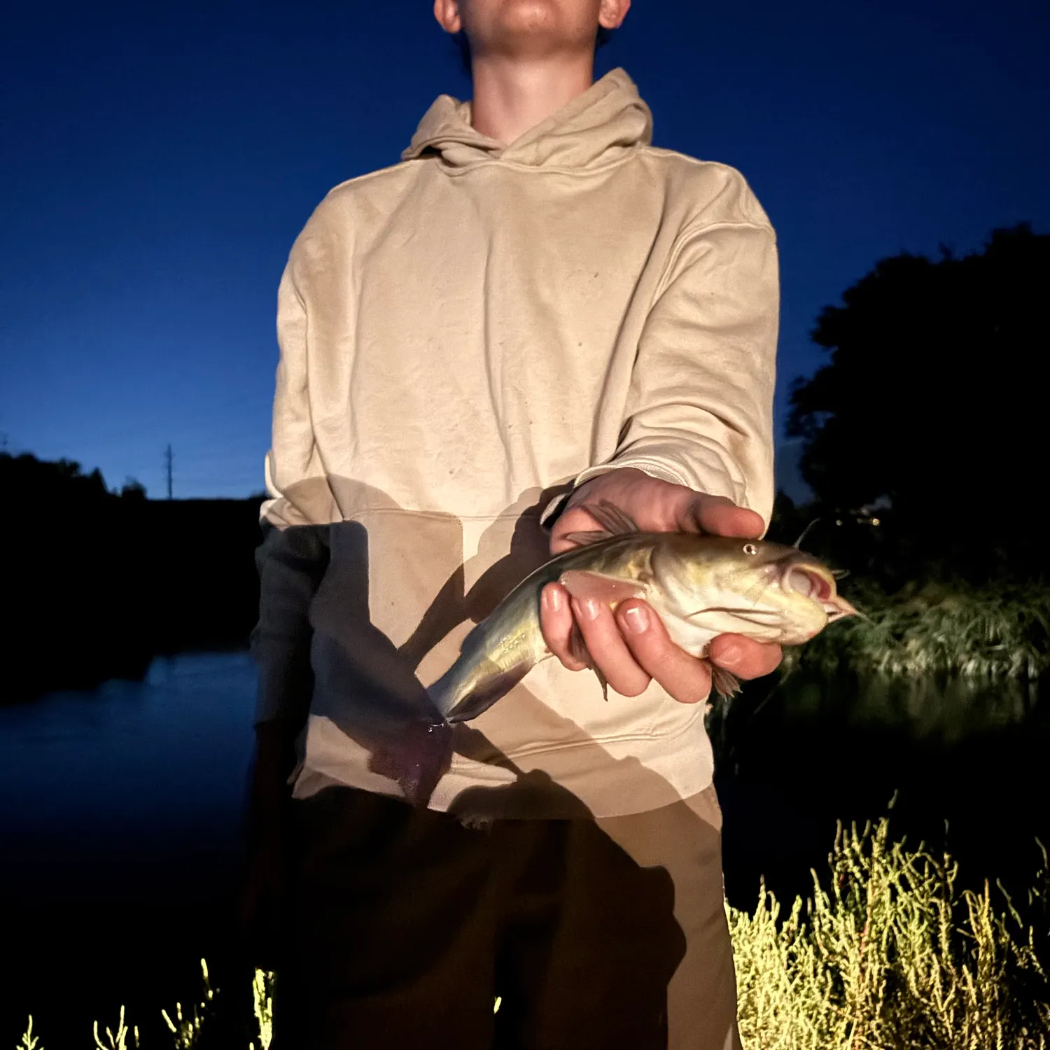 Black bullhead caught on Fishbrain