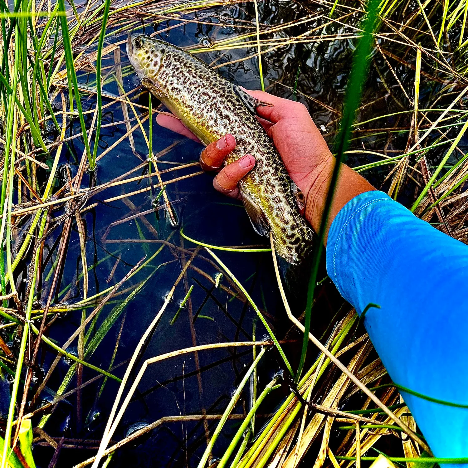 Tiger trout caught on Fishbrain