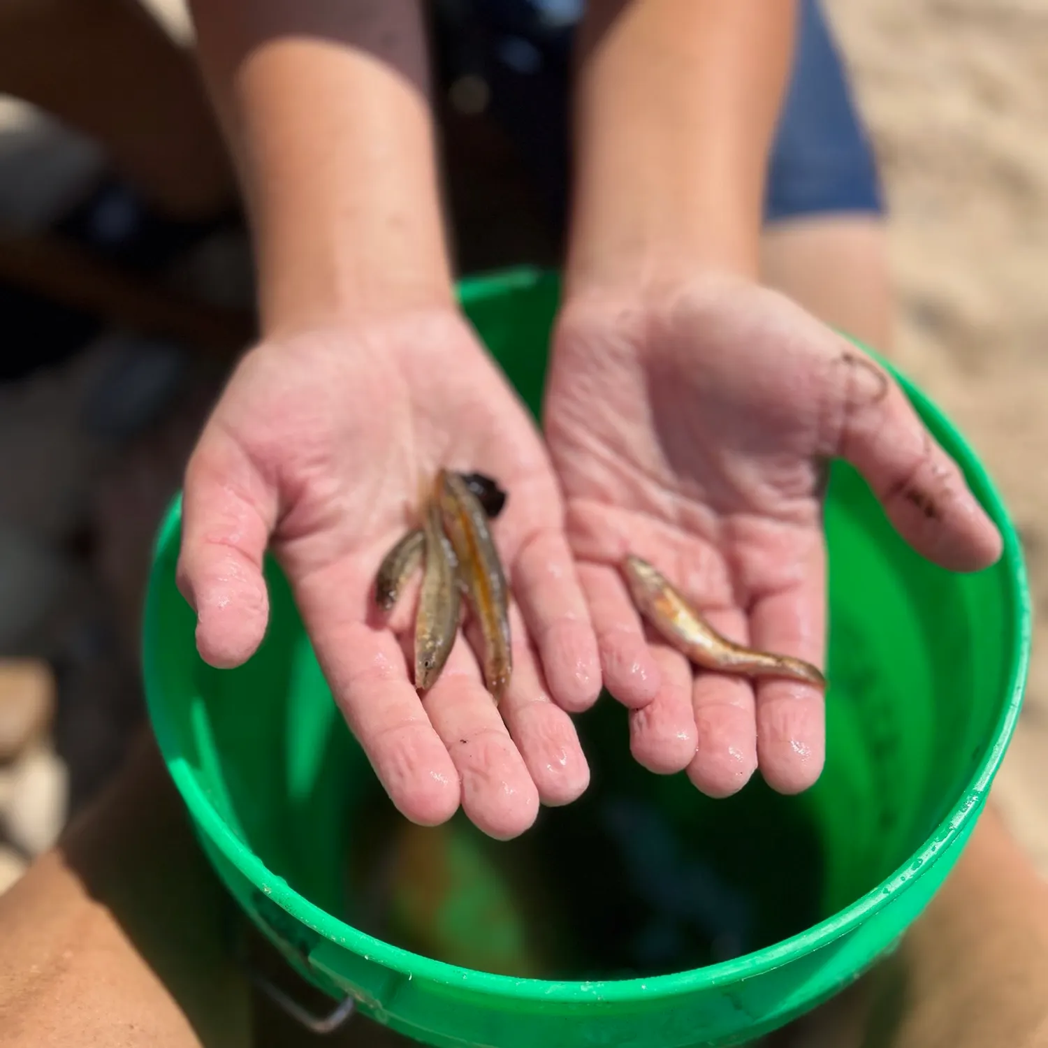 The most recent Central mudminnow catches on Fishbrain
