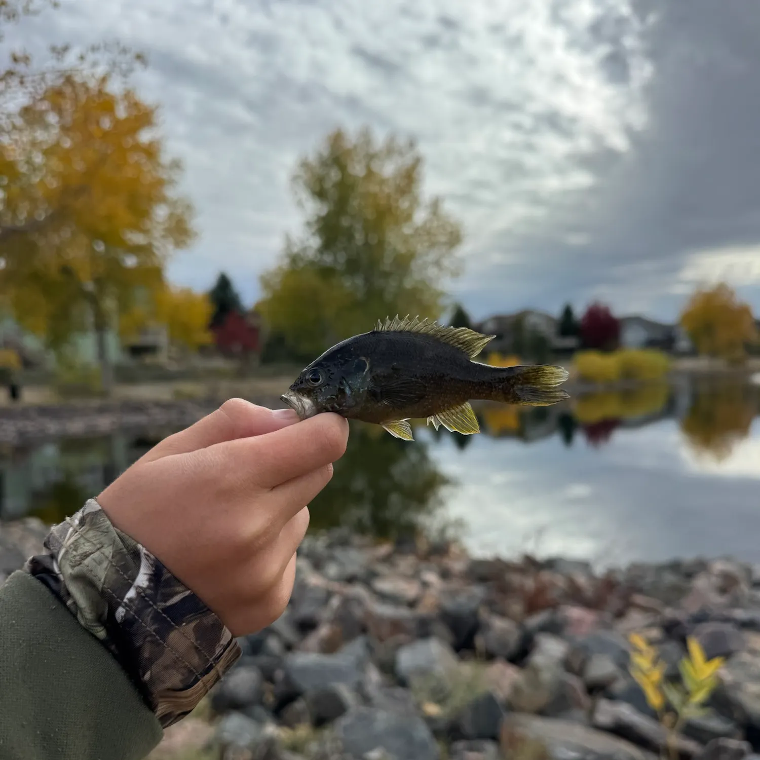 Green sunfish caught on Fishbrain