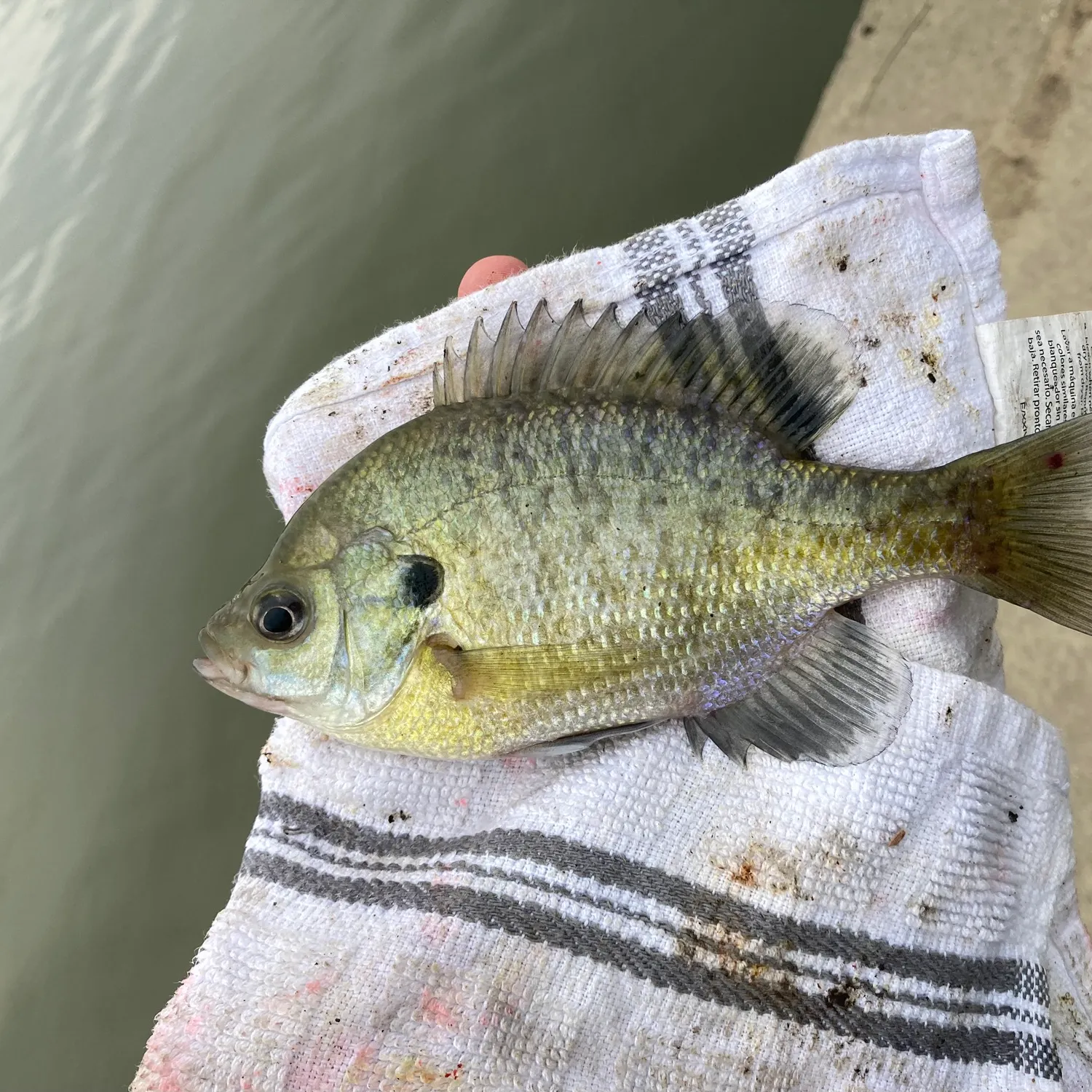 Bluegill caught on Fishbrain