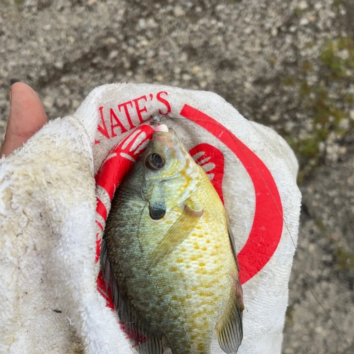 Bluegill caught on Fishbrain