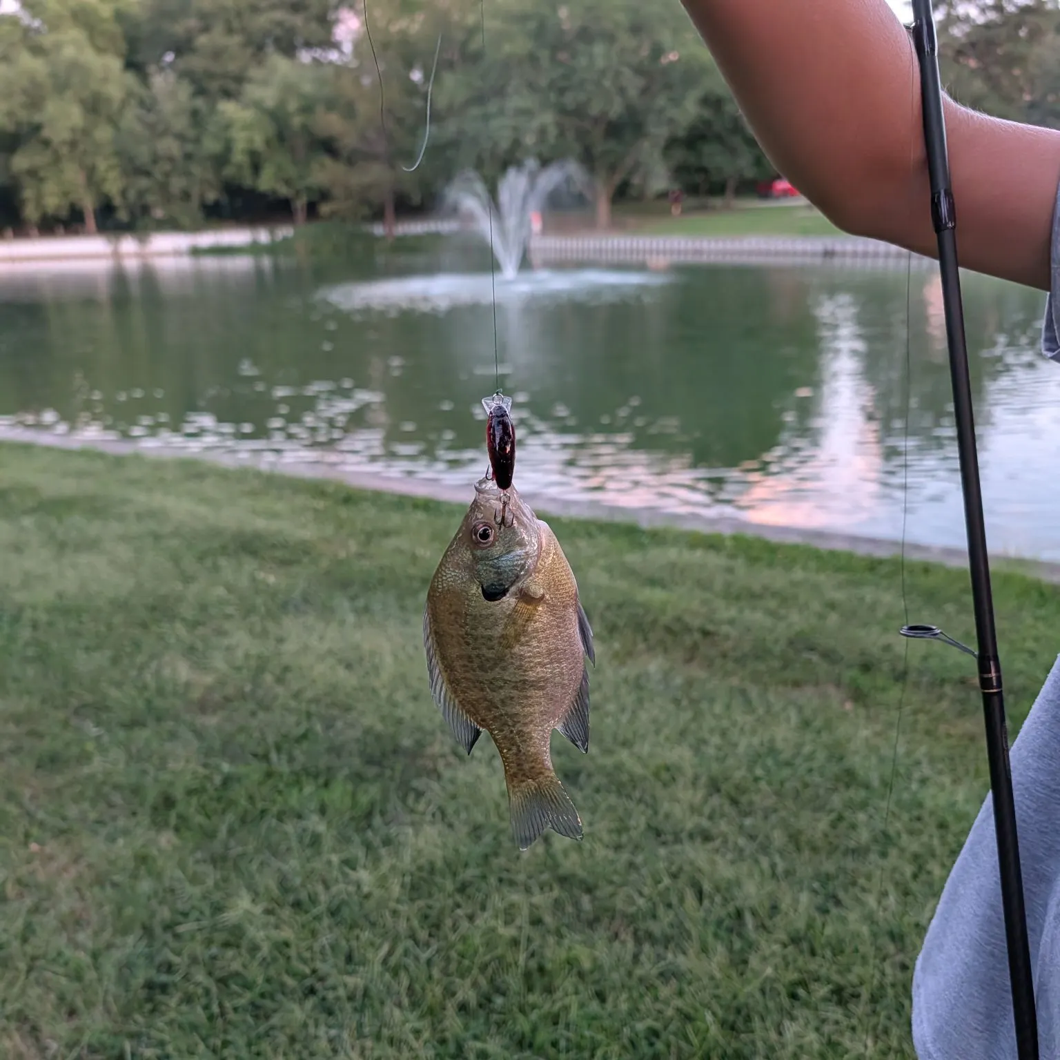 Bluegill caught on Fishbrain