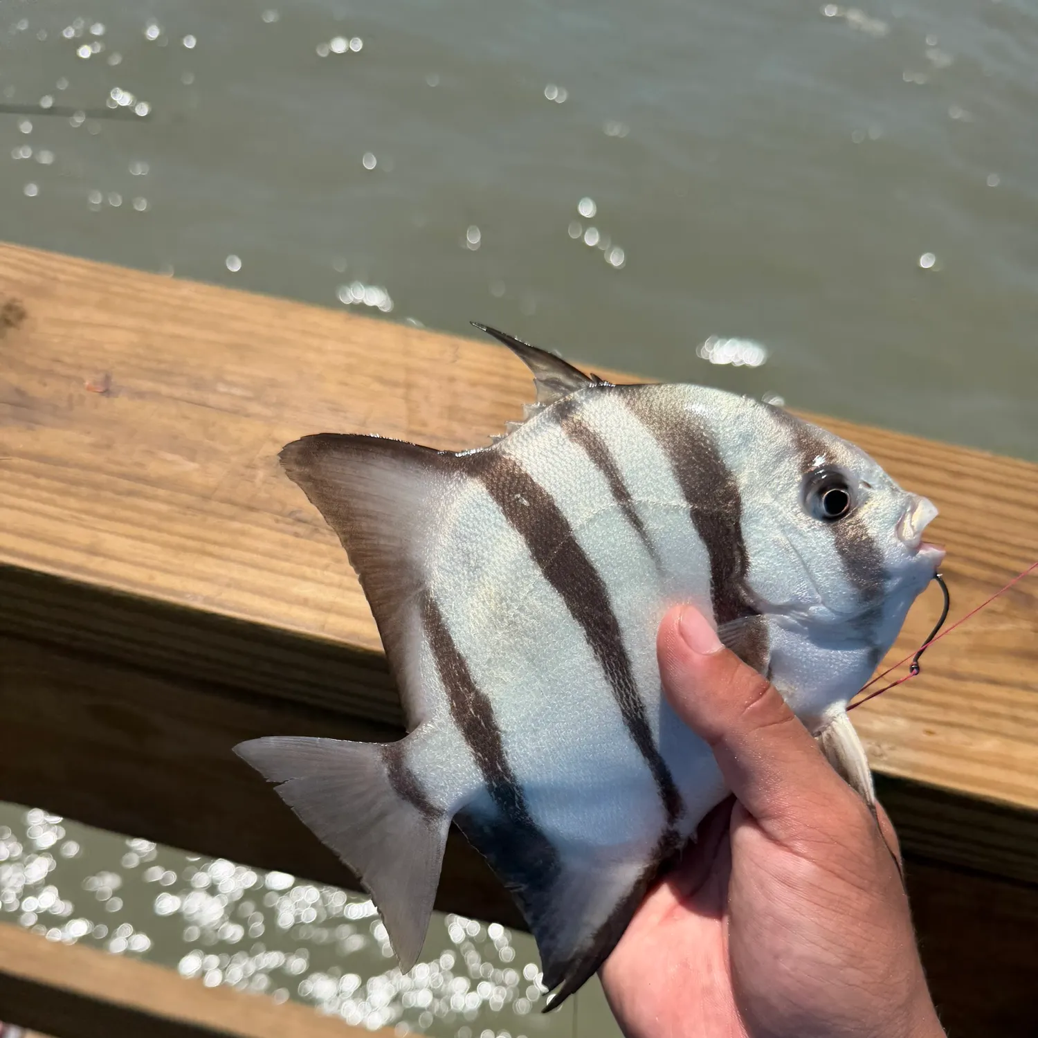 The most recent Atlantic spadefish catches on Fishbrain