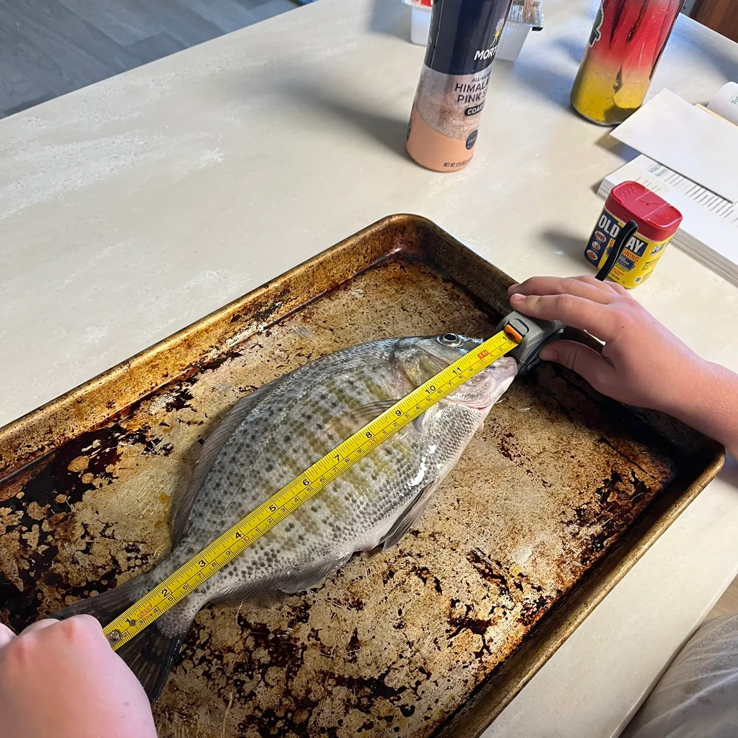 The most recent Barred surfperch catches on Fishbrain