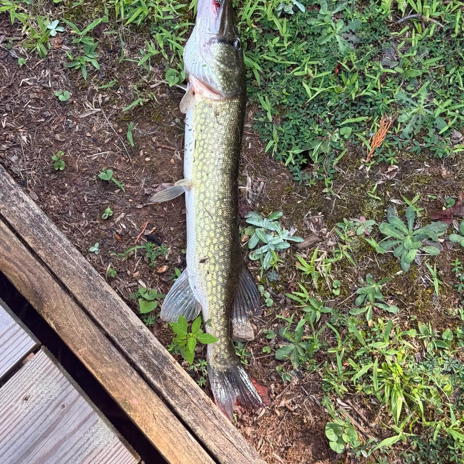 Chain pickerel caught on Fishbrain