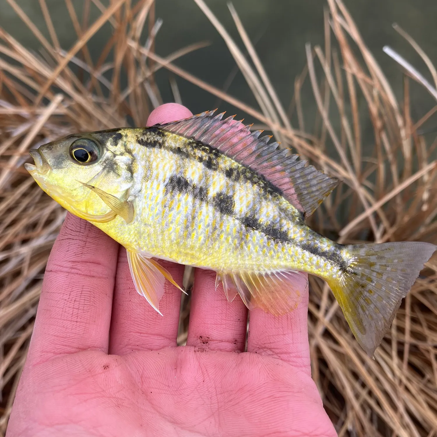 The most popular recent Banded jewel cichlid catch on Fishbrain