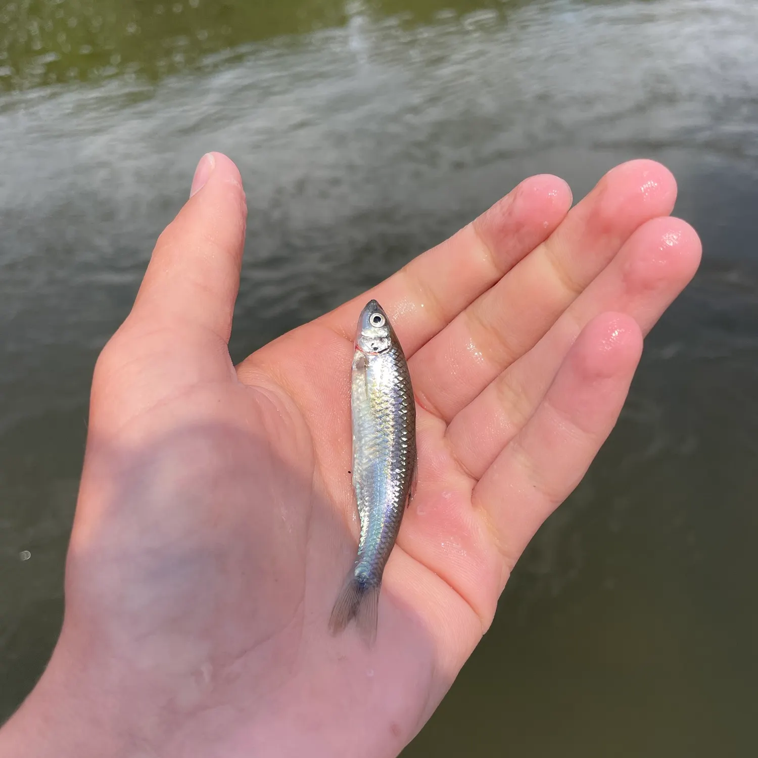 The most recent Silver shiner catches on Fishbrain