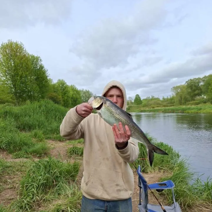 The most recent American shad catches on Fishbrain